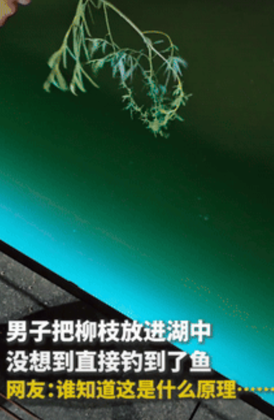 “这条鱼上人民日报了！”河北，男子拿柳条放湖面钓鱼，朋友都笑他，没想到，下一秒竟
