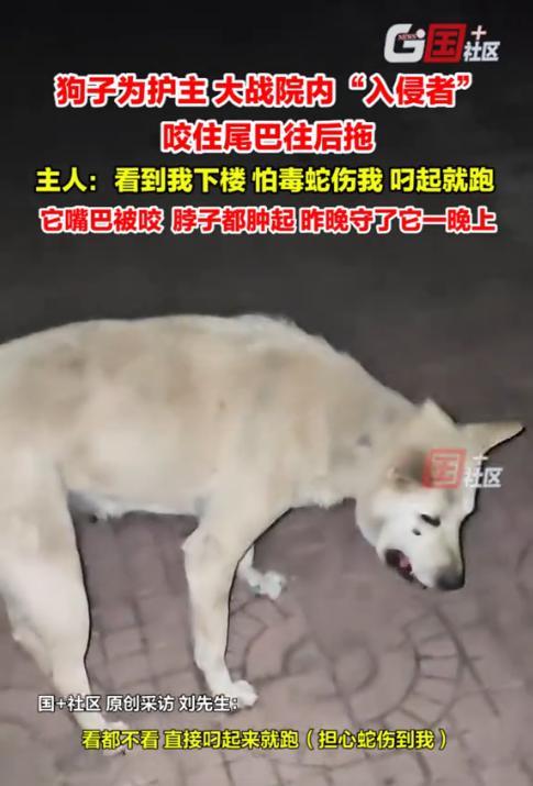 “太有灵性了！”江西赣州，一条田园犬为了保护主人，在院内大战毒蛇，被咬后整个脖子