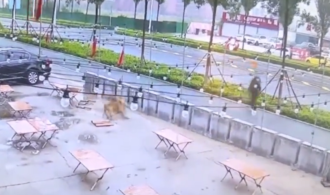 【#男子遛狗不拴绳2狗咬死路边小猫#】#2狗追车未果转身咬死路边小猫# 9月8日