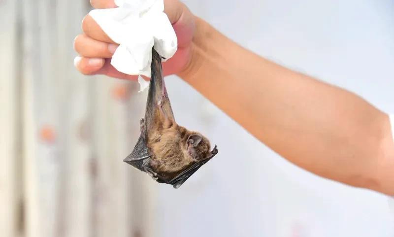 马桶窜出蝙蝠 女子徒手抓反遭咬伤 河南信阳的一位女子，那可真是倒霉到家了。她回到