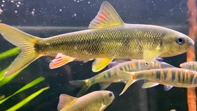 赤鳞鱼：游在乾隆诗里的鱼：赤鳞鱼为何如此“娇贵”？