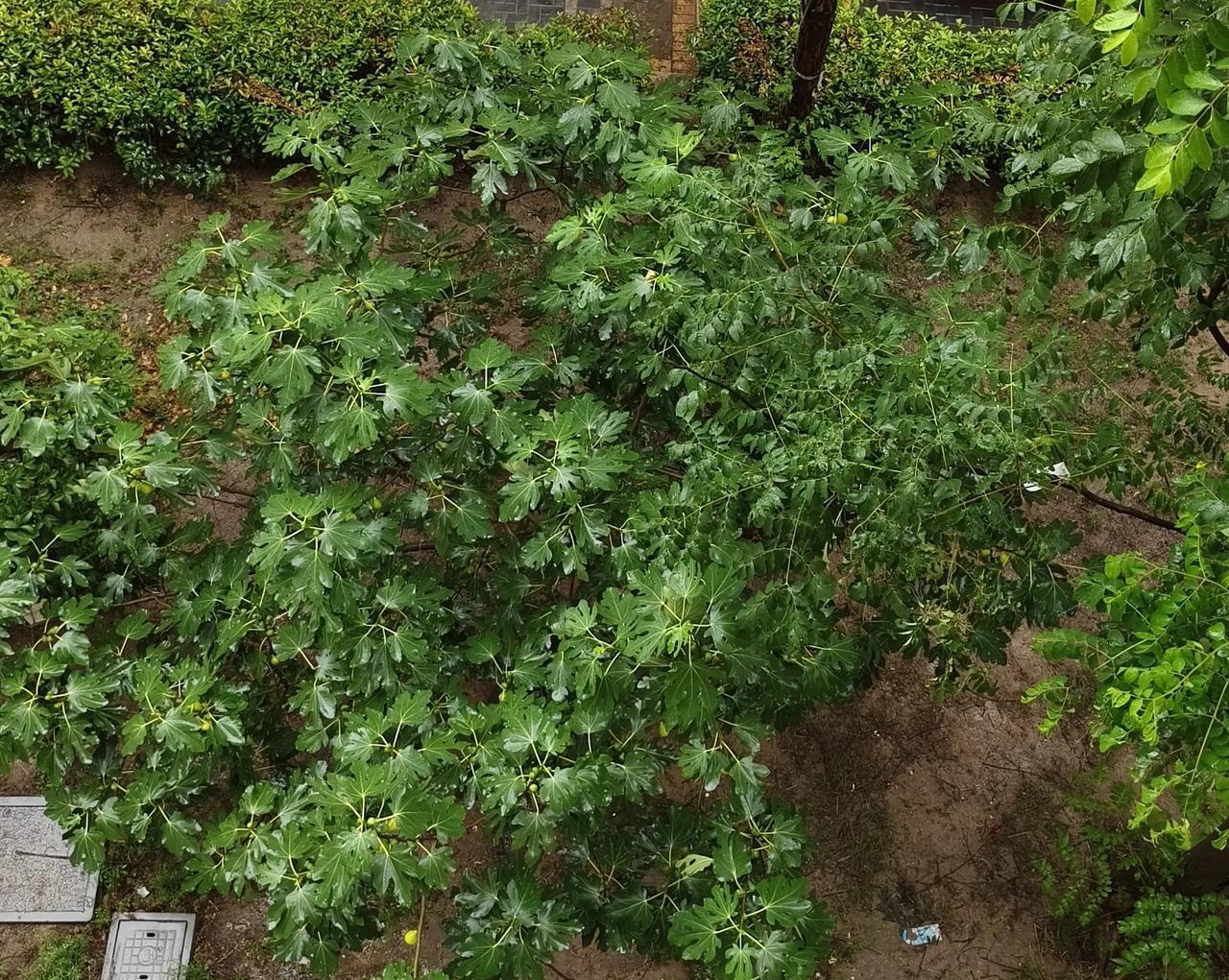 早上醒来我就在思考要不要送孩子去幼儿园。外面的雨下的挺大的，这场雨从昨天下到了现