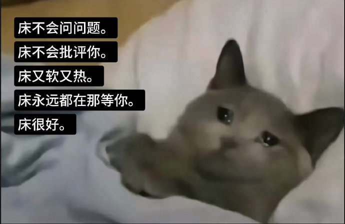 猫：这床真好