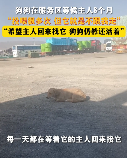 泪目了！新疆精河县，一男子得知狗狗在服务区等待主人8个月，投喂多次，却不愿意被男