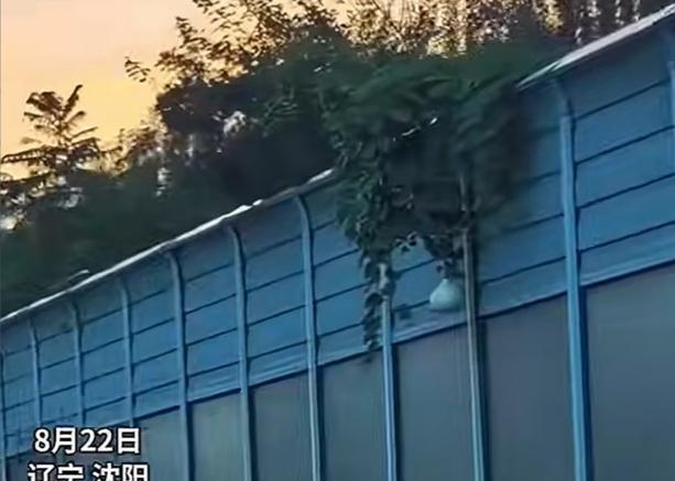 沈阳二环上的网红葫芦被摘了！
这颗生长在沈阳二环快速路隔音屏障上的大葫芦，得到了