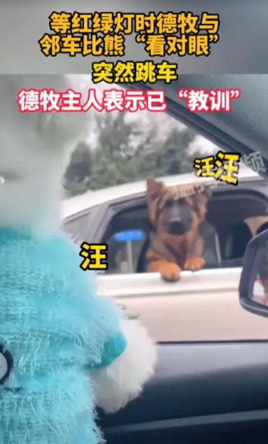 “别把狗逼急了！”两辆车带着自家的宠物狗在等红绿灯时，突然开始互相“看对眼”，一