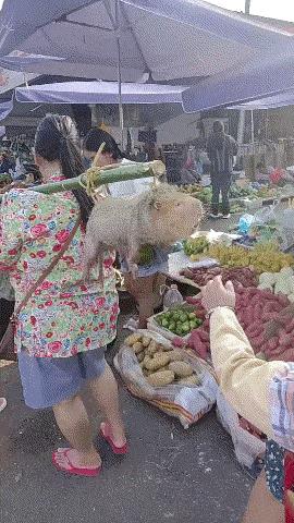 一开始，我以为是假的，原来是真的。哈哈#最伤感的我以为#