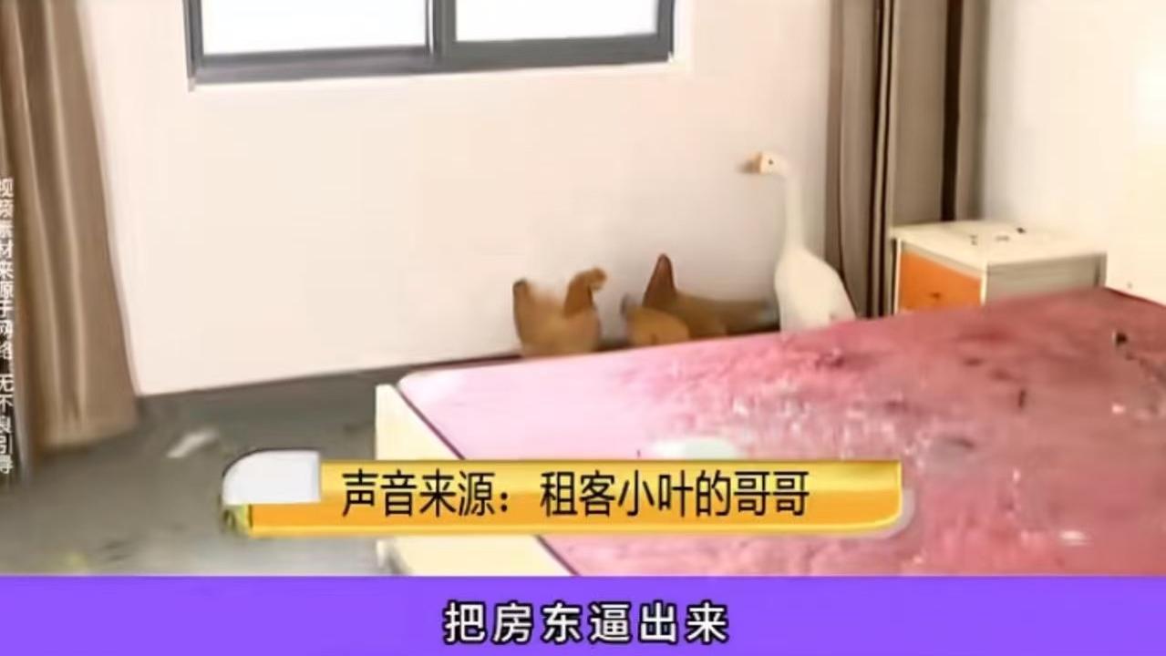 押金不退遭硬核反击！女生出租屋养鸡鸭，房东气炸网友力挺