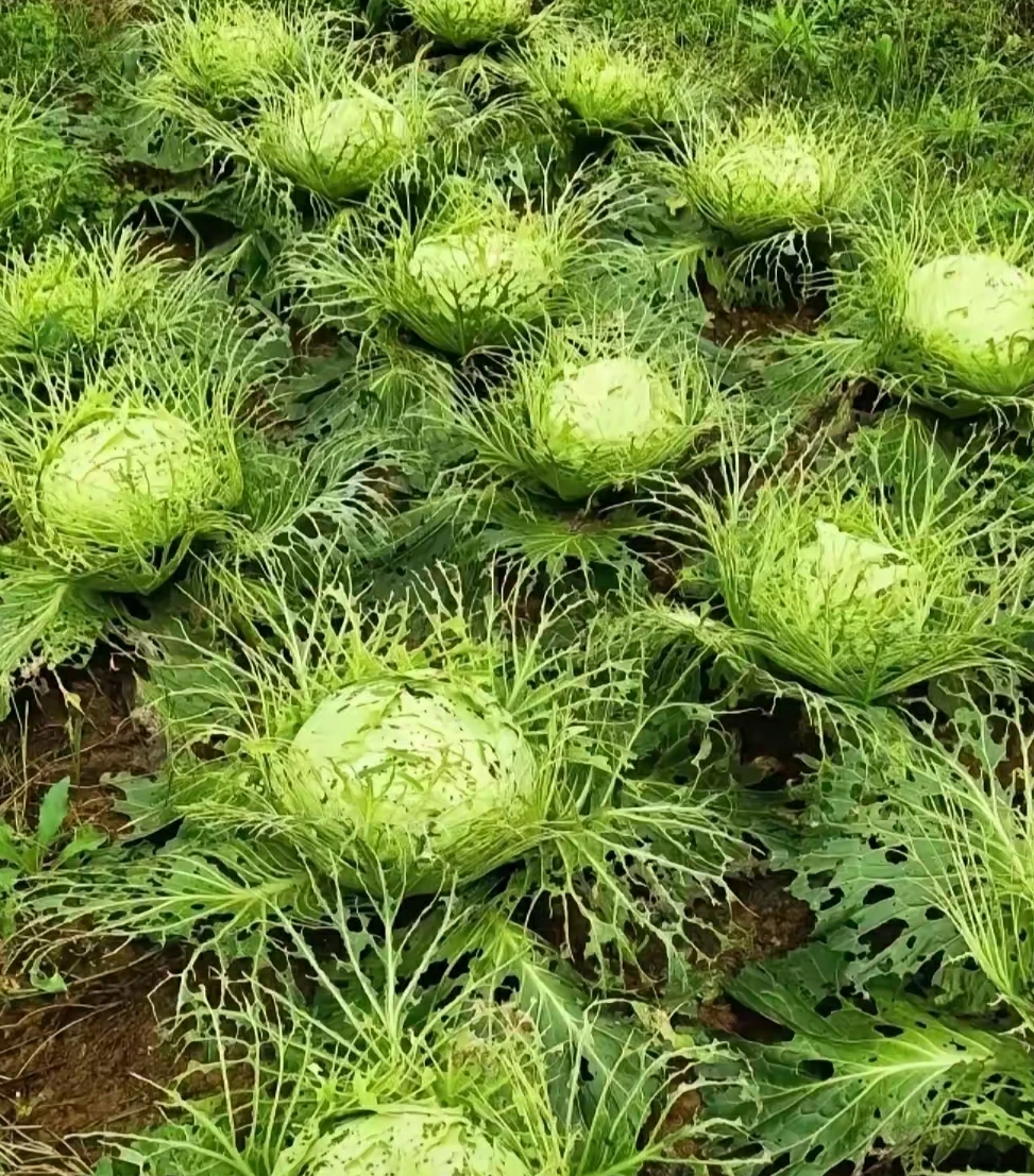 完了，全完了，这几天老是下雨，一个星期没有去菜地里看菜，天啊，这是咋回事，请大家