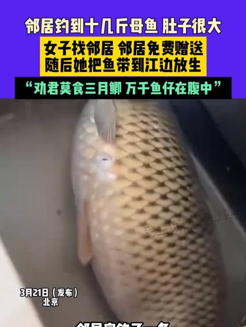 人间自有温情在！3月21日这天北京一位女士收到邻居馈赠的十余斤重的大鱼，发现鱼肚