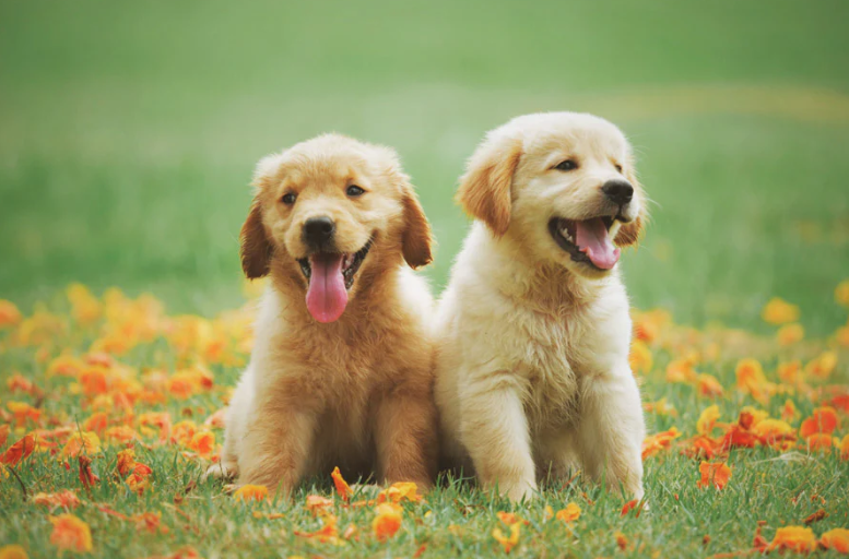 我家狗狗社恐怎么办？如何帮它优雅交友？