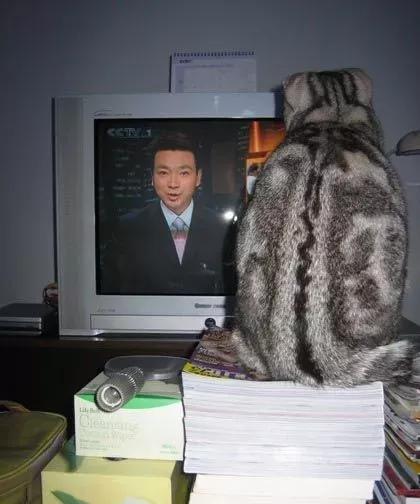 康辉被网友问，为何养猫而不生孩子？ 他的回答很治愈，很智慧，不得不慨叹央视主持人