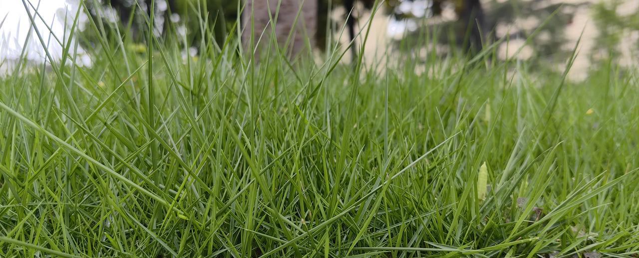 #你愿意秀一下手机里随手拍的照片吗#雨后天空，芳草中弥漫着无比清新的味道，到处都