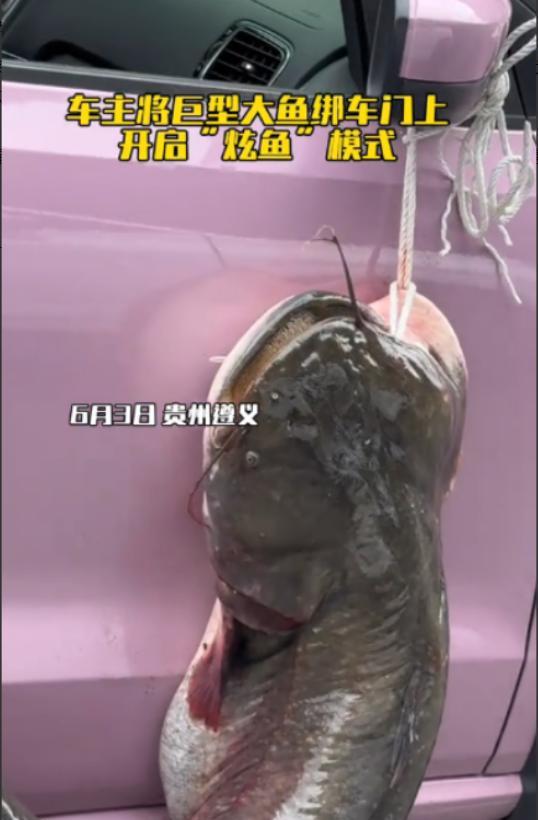 6月3日，贵州遵义一名男子去老家鱼塘钓鱼，结果钓上一条1米2长、重达40多斤的大