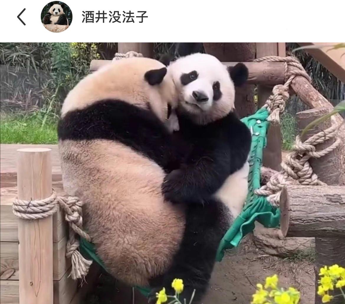爱宝一脸无奈：我那200斤大闺女，非要跟我挤在一张吊床上，哈哈哈哈