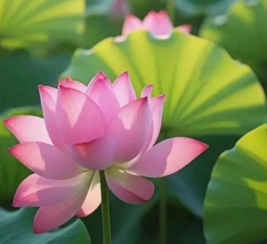 不快乐，是因为心的频率能量低
这个世界上没有不快乐的事，只有不快乐的心。
心不快