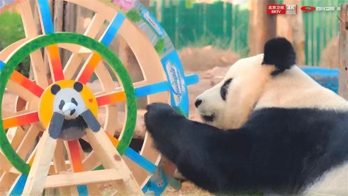 跨越千年的重逢！大熊猫与马来貘这段神秘奇缘藏不住了！