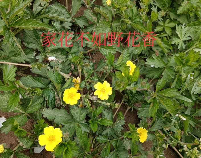 这次女儿结婚，亲家做法让我非常满意。

亲家来我家提亲的时候，她问我过来多少彩礼
