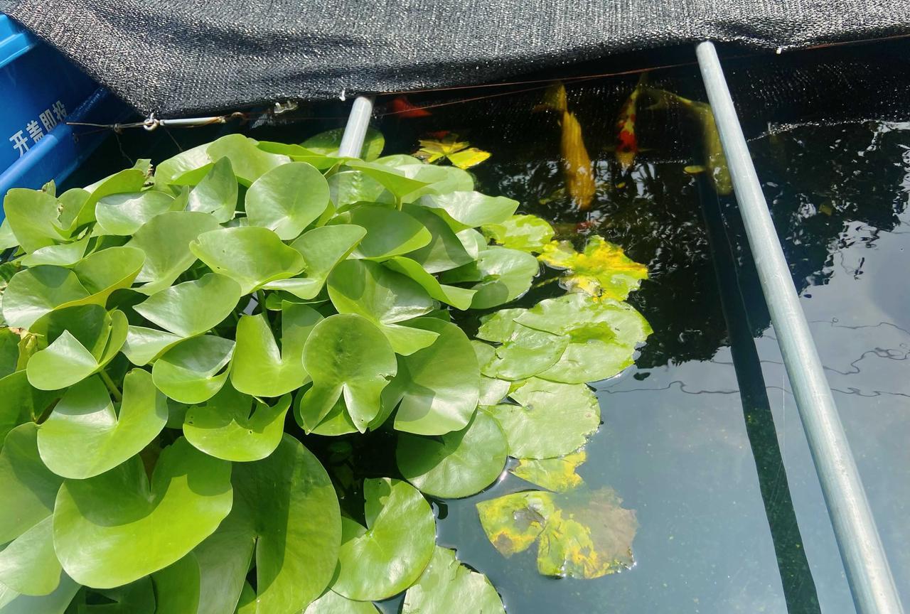 烈日当头洗车记！
今天回了一趟乡下，岳母高血压病犯了，去镇上医院检查。
检查尚无