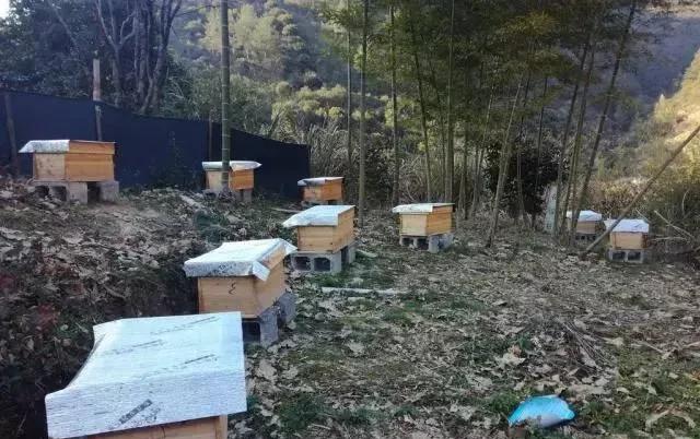 中纪委披露：可疑的异地养蜂人！
终年于外省务工之人，怎会突然在本村后山坡开启养蜂