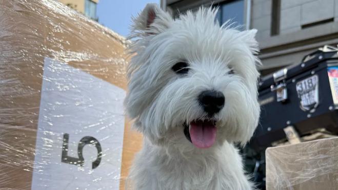 全国跨省长途搬家平台物流出行带宠物哪个顺风车平台好？年底人宠跟车怎么找划算、专业的搬家平台？