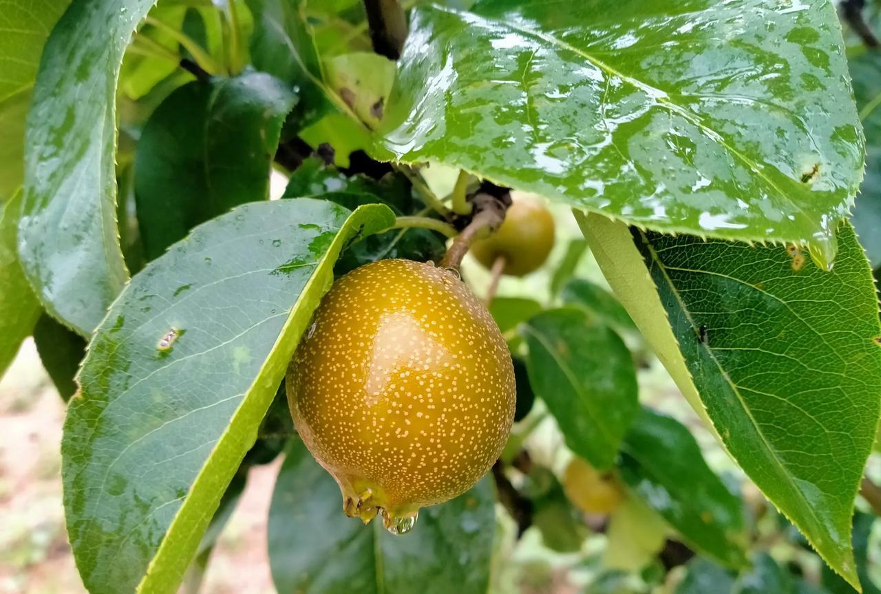 今天是农历的6月6,从早晨开始就阴雨连绵，六月六下雨有啥寓意？
六月六下雨，龙衣