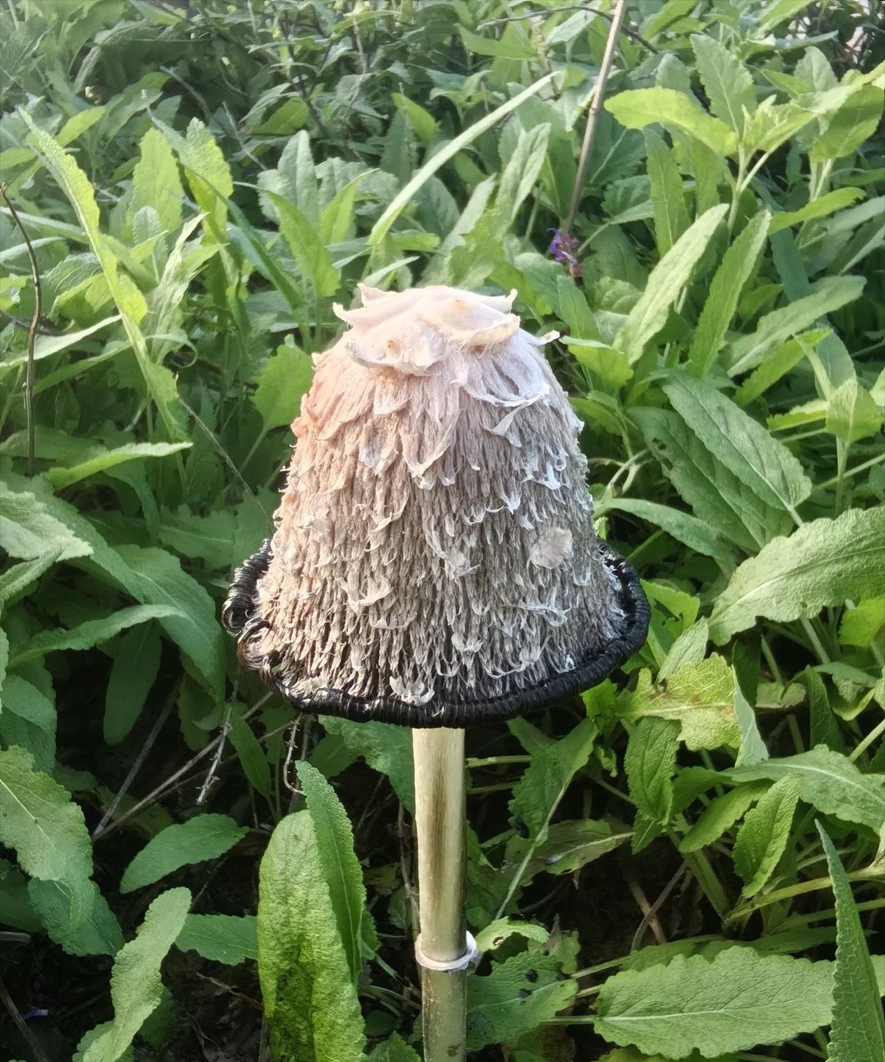 我是讲道理的
“小米在海报中使用小字是行业普遍陋习，并非是小米的独创。”
“几乎
