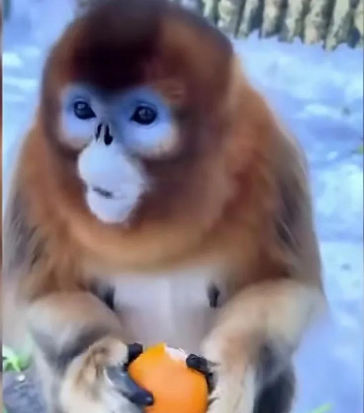 在景区，一位游客递给金丝猴一个橙子，金丝猴很礼貌的接过橙子，它不像其它种类的猴子