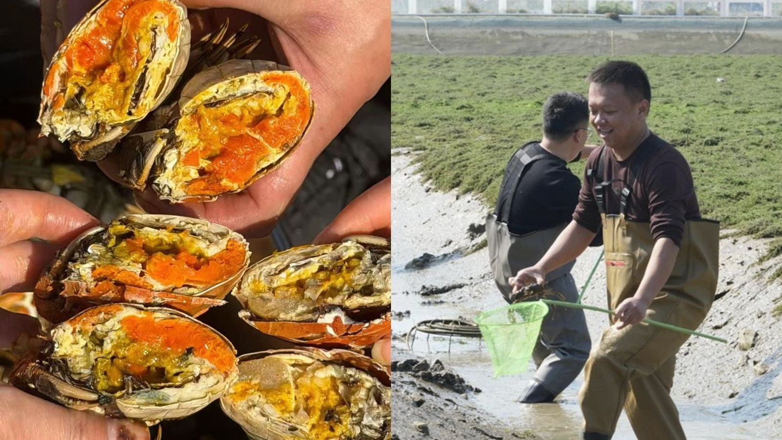 贵州榕江村超山水蟹热销，稻蟹共生亩产值破万元