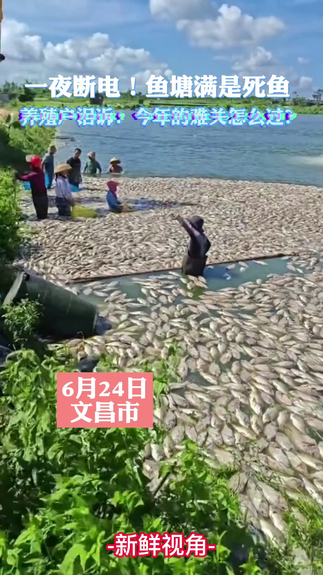 一夜断电！鱼塘满是死鱼 养殖户泪诉：今年的难关怎么过？