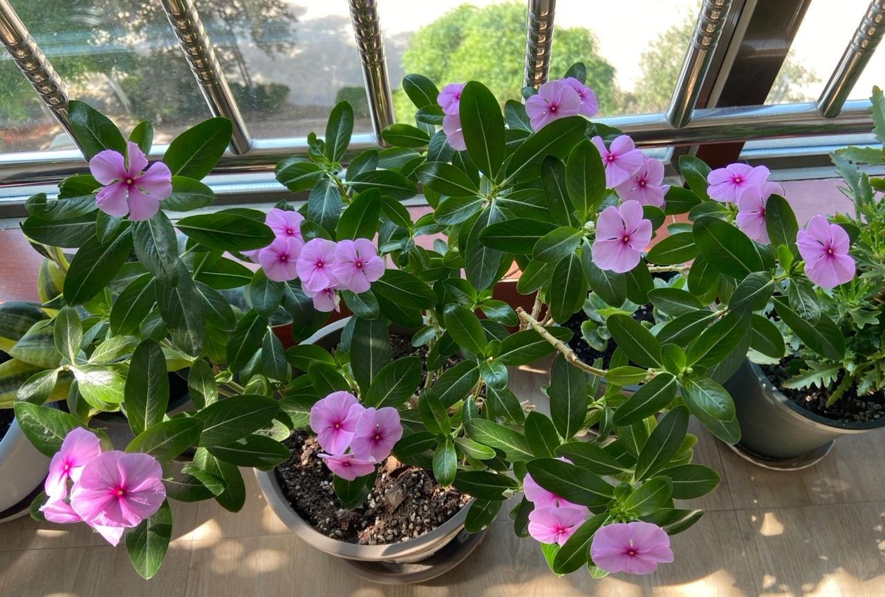 #分享手机里的花花草草#长春花
我养长春花也有十年的时间了，起初朋友送了两盆，养