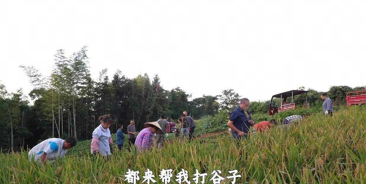 妈呀！我这是穿越了吗！真是太悬疑了！科学都没办法解释！
今天，大网红王幺妈家割稻