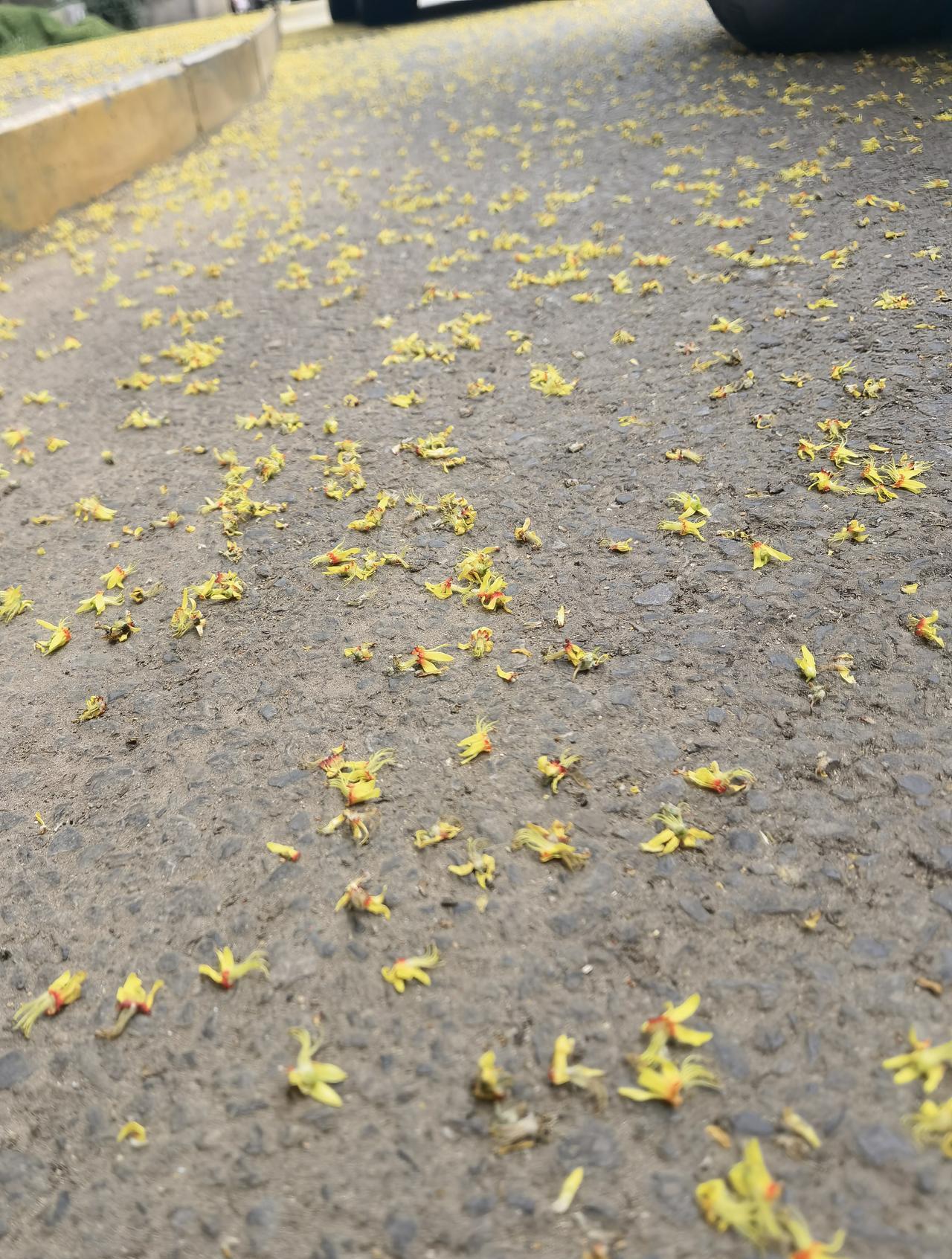 金秋诗意
文：秋月亮
图：秋月亮
夏花不恋枝头娇
偏爱砖阶作画稿
金箔漫天当空洒