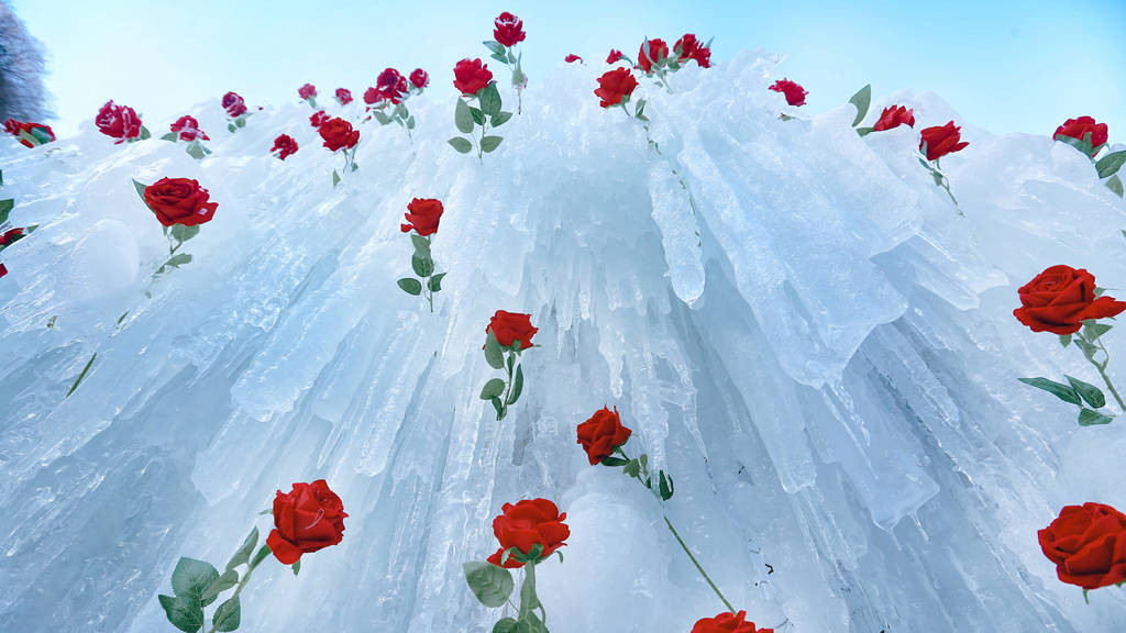 溪山胜境的冰封玫瑰，是冬日最热烈的浪漫