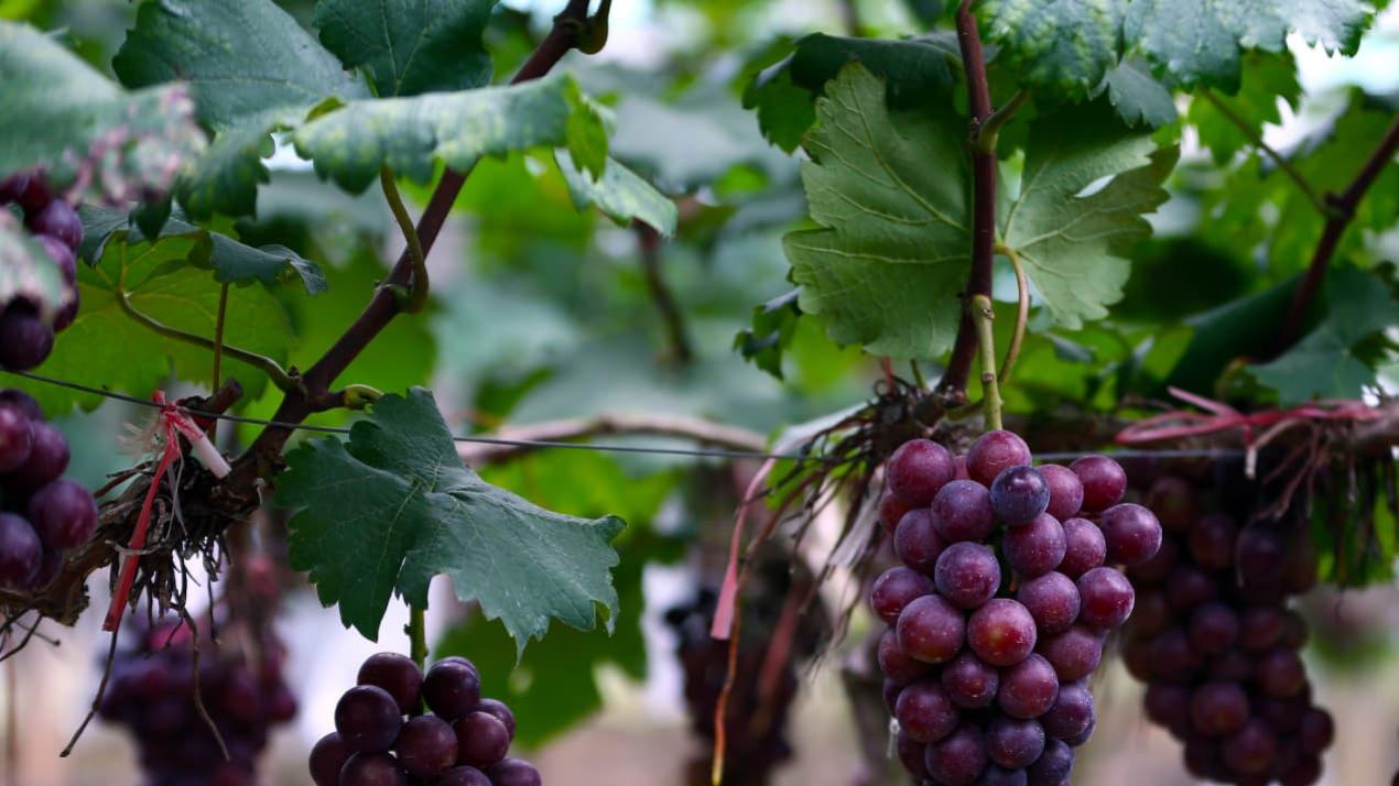 7天浇水实战录，王炸升级，梯田大豆，好打理秘诀