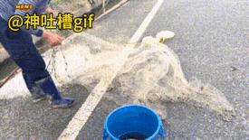 抓鱼有一手：路边的河沟里，男人一网甩下去，看似没有鱼的水沟，竟然很多条鲈鱼，还有
