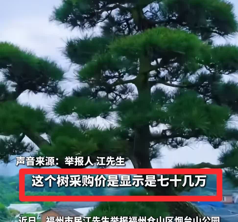 福建福州这个公园这下全国人民都知道了。

大家第一次知道原来树的单位不是一棵