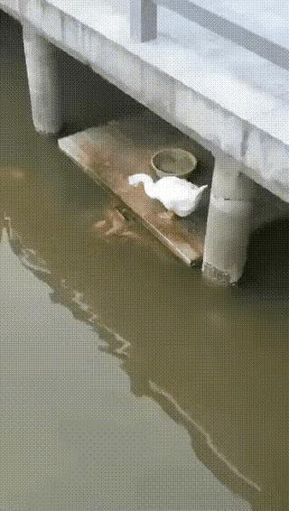 爱心泛滥的鹅，难怪铁锅喜欢它。