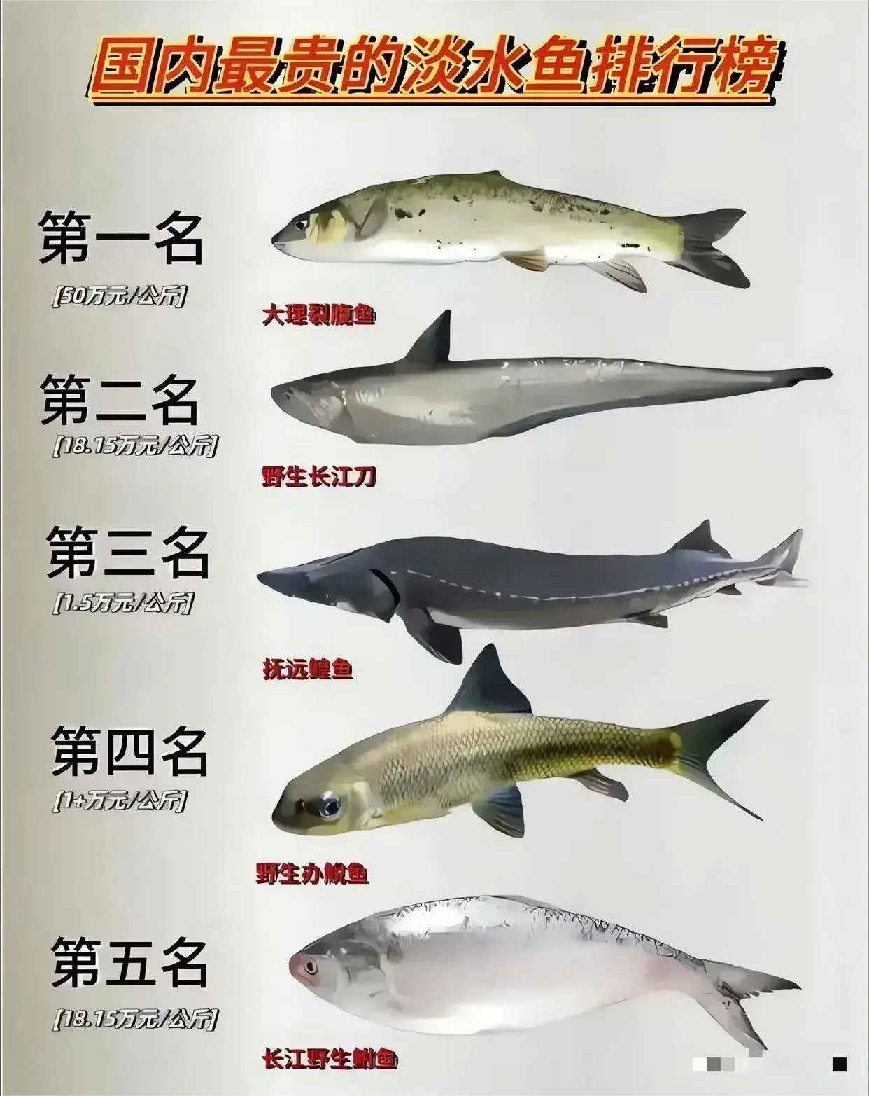 国内最贵的淡水鱼排行榜