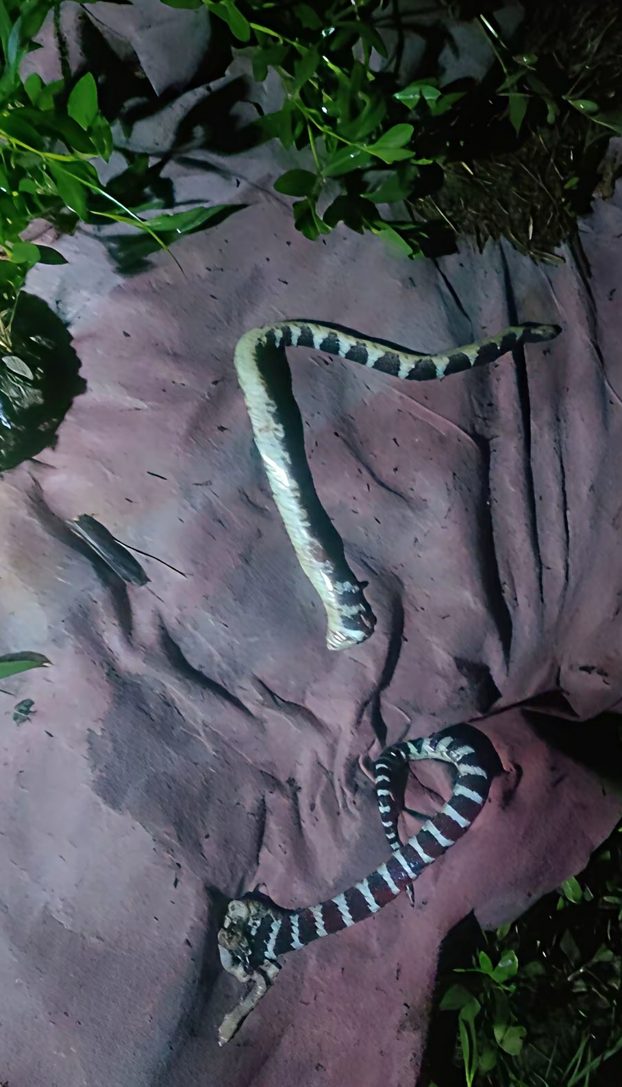 晚上在外面抓黄鳝，看到的被别人敲死银环蛇。