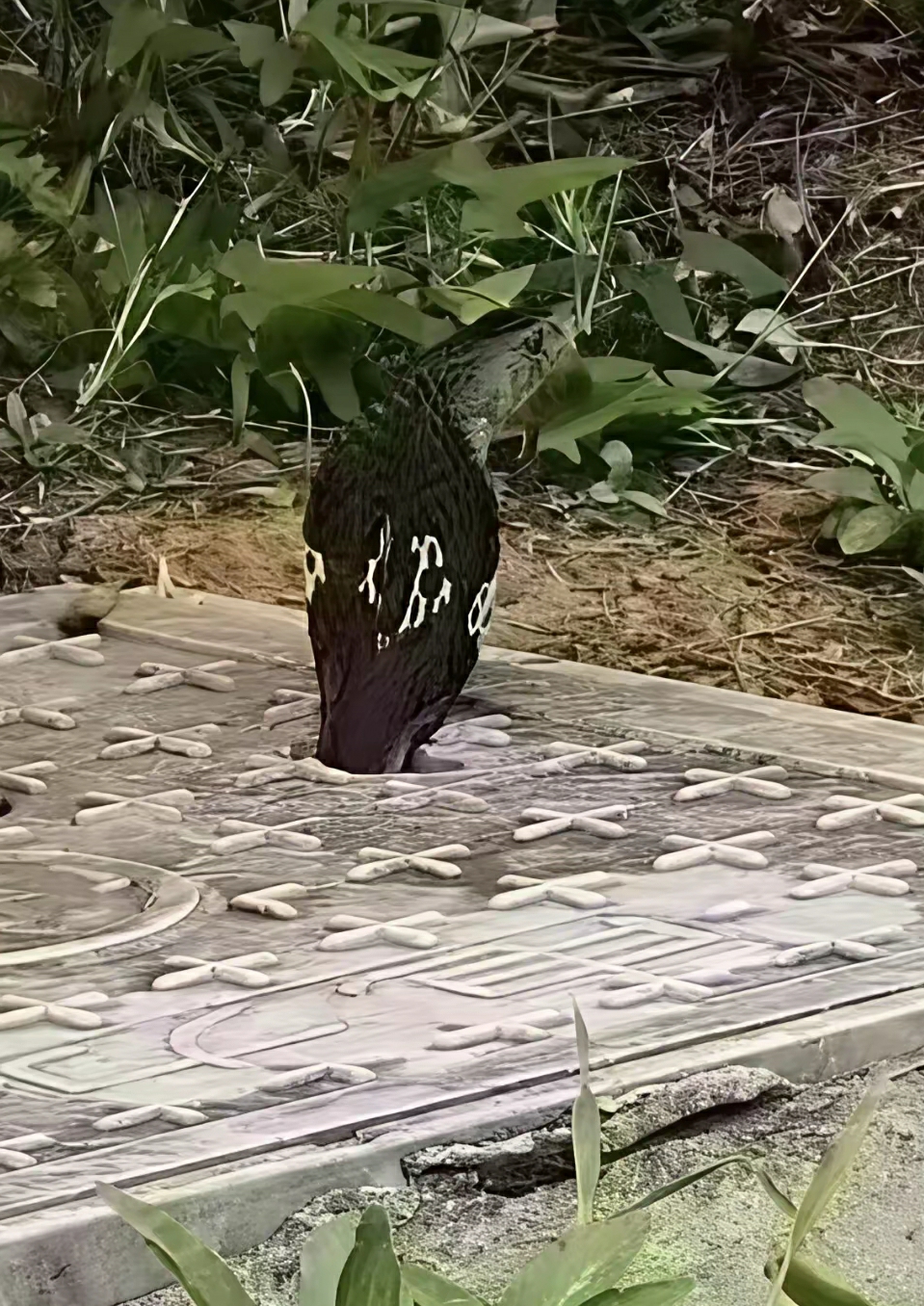学校惊现眼睛王蛇