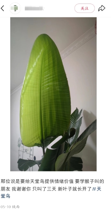 植物真的需要情绪价值吗？