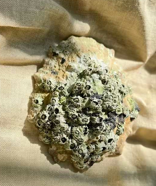 友友们猜猜这是啥？是一种生物，有没有认识的。