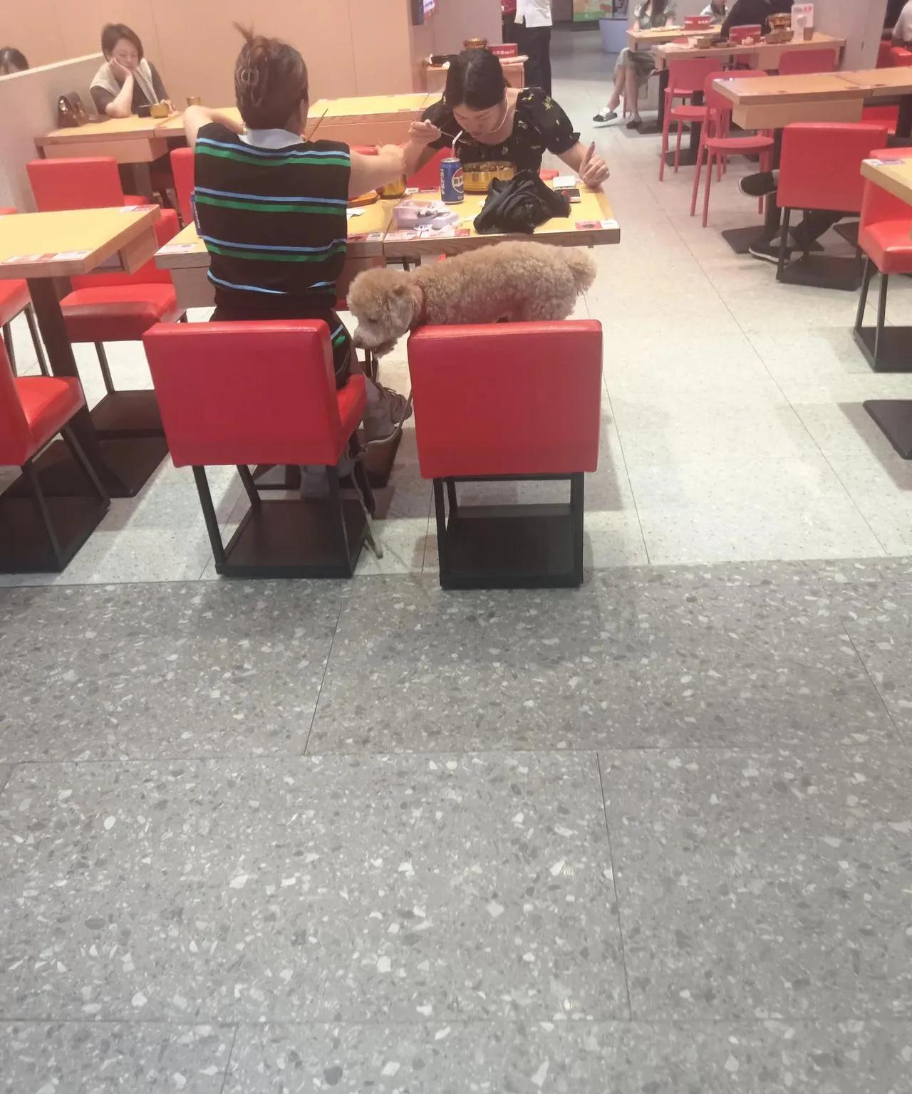 带狗进入饭店餐厅涉嫌违反食品安全法，动物防疫法，必须予以处罚。
餐厅老板说会让狗