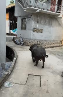 一头小水牛在村里的小水泥路上狂奔，这情形实在是令人诧异。是什么致使它这般癫狂呢？