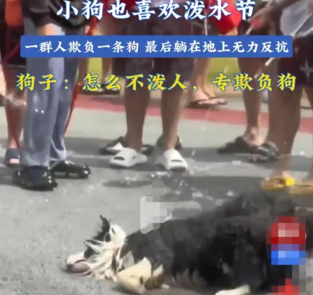 云南傣族的泼水节上，一群人围成一个圆圈，将一只小狗围在中间。
拿着水管和脸盆，对