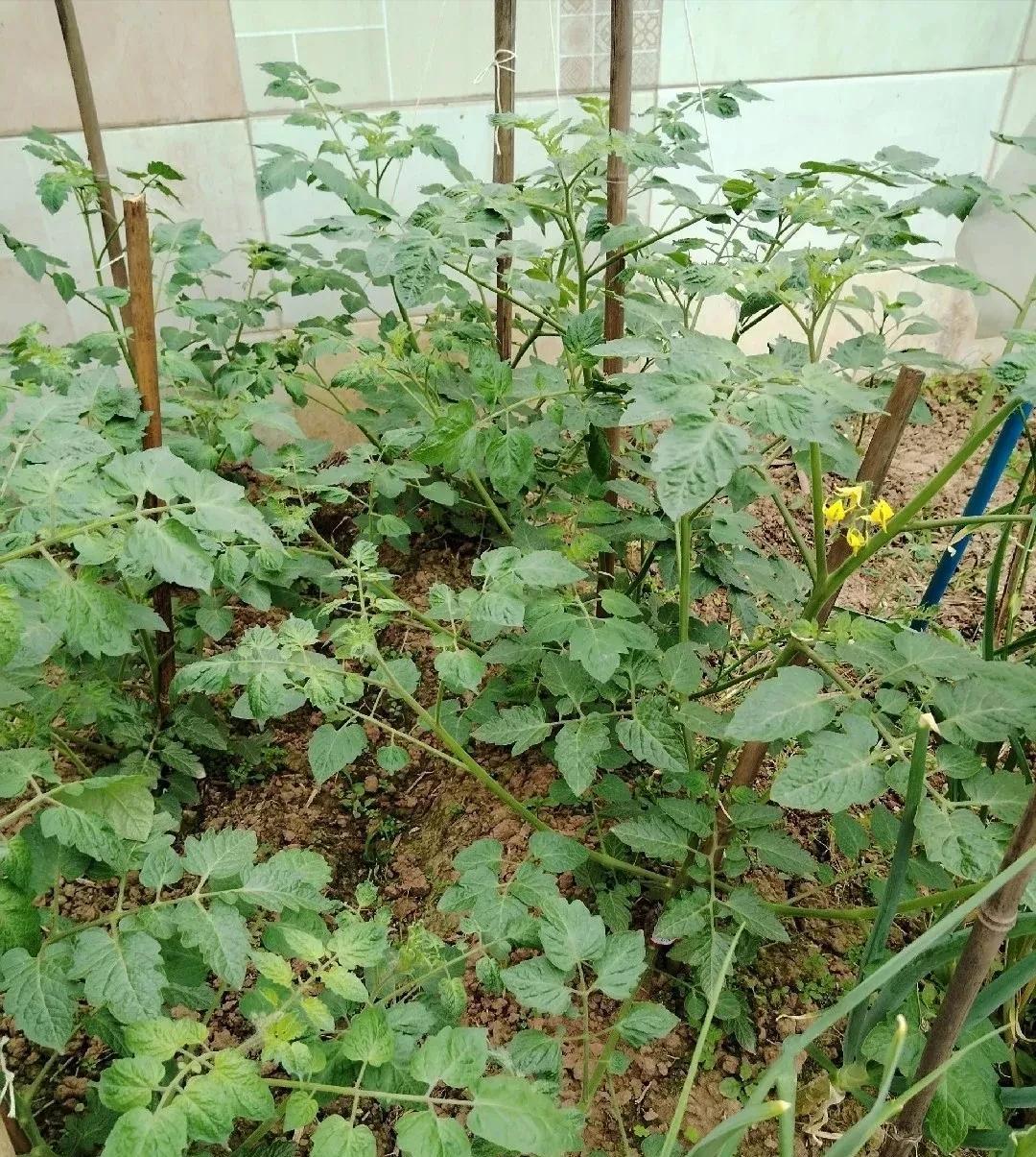 说真的，我挺佩服我大姨的，
一个快70岁的老人，整天也不闲着，打一份工，一大早起