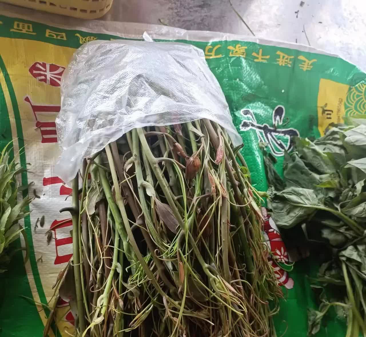 云南丽江，有几位游客在云南旅游期间，在当地一个小镇上，看到有一位老人在摆摊卖一种