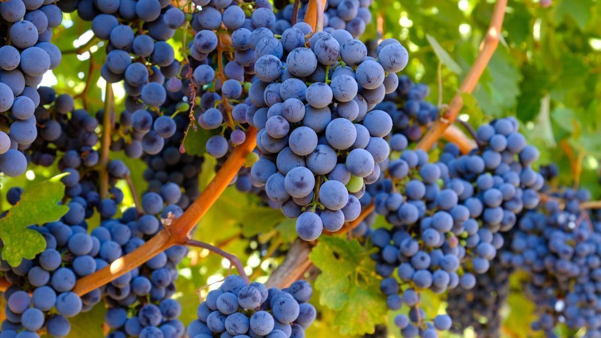 葡萄上市，中国哪的最好吃？网评这10个地方上榜，你吃过哪几种？