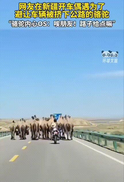真是笑不活了！网友在新疆公路上开车偶遇了骆驼，骆驼也是有灵性知道有车就不断的往路
